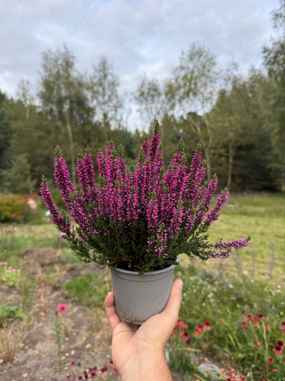 Wrzos zwyczajny Calluna vulgaris 'Luka'