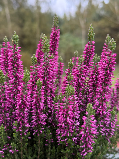 Wrzos zwyczajny Calluna vulgaris 'Luka'