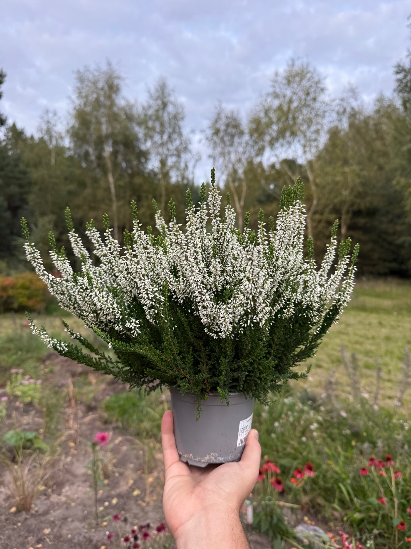 Wrzos zwyczajny Celluna vulgaris 'Veluwe'