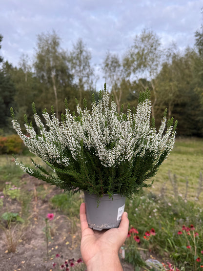 Wrzos zwyczajny Celluna vulgaris 'Veluwe'