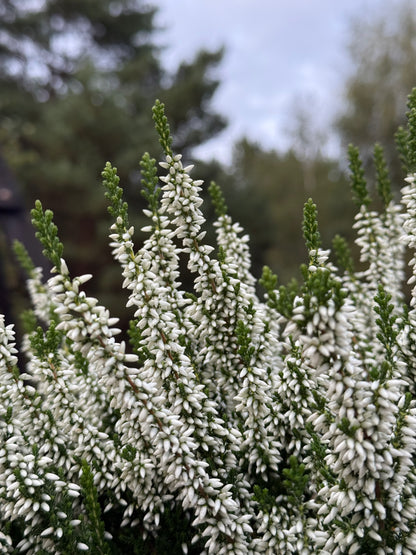 Wrzos zwyczajny Celluna vulgaris 'Veluwe'