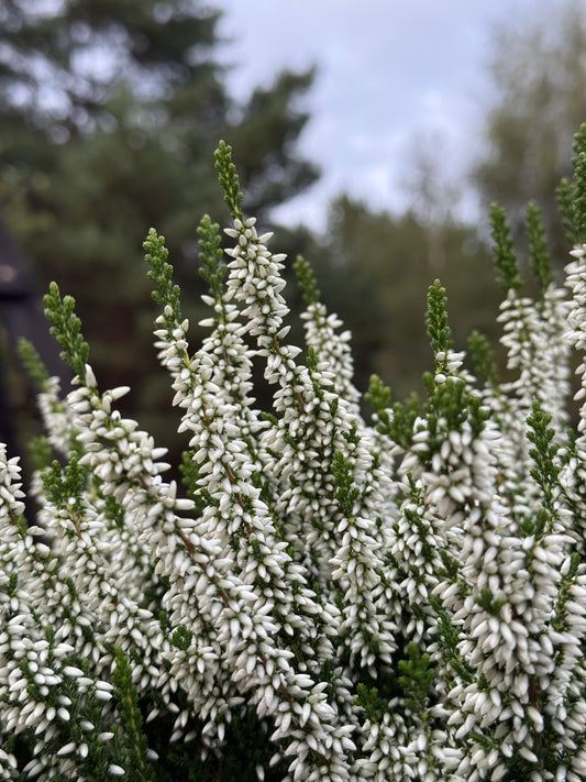 Wrzos zwyczajny Celluna vulgaris 'Veluwe'