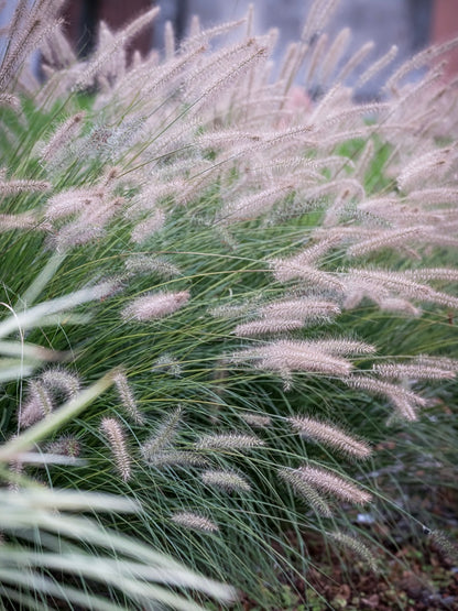 Rozplenica japońska Pennisetum alopecuroides 'Hameln'