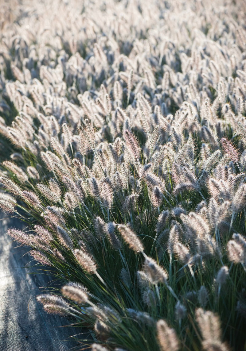 Rozplenica japońska Pennisetum alopecuroides 'Hameln'