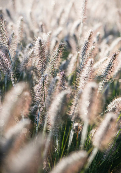 Rozplenica japońska Pennisetum alopecuroides 'Hameln'