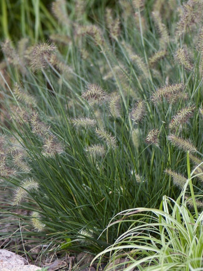 Rozplenica japońska Pennisetum alopecuroides 'Little Bunny'