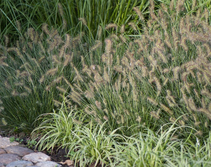 Rozplenica japońska Pennisetum alopecuroides 'Little Bunny'