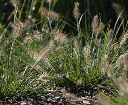 Rozplenica japońska Pennisetum alopecuroides 'Little Bunny'