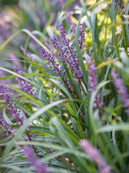 Liriope szafirkowe Liriope muscari 'Big Blue'