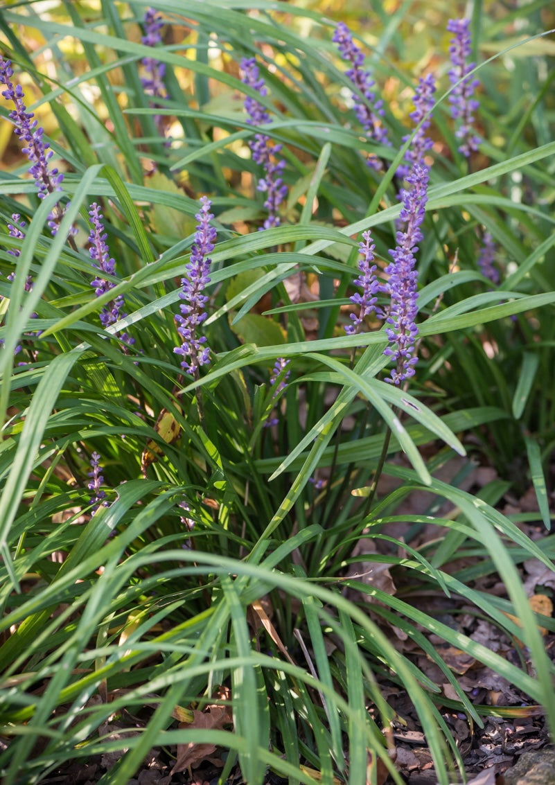 Liriope szafirkowe Liriope muscari 'Big Blue'