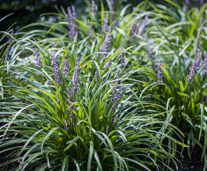 Liriope szafirkowe Liriope muscari 'Big Blue'