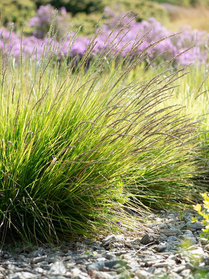 Sesleria jesienna Sesleria autumnalis