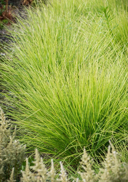 Sesleria jesienna Sesleria autumnalis