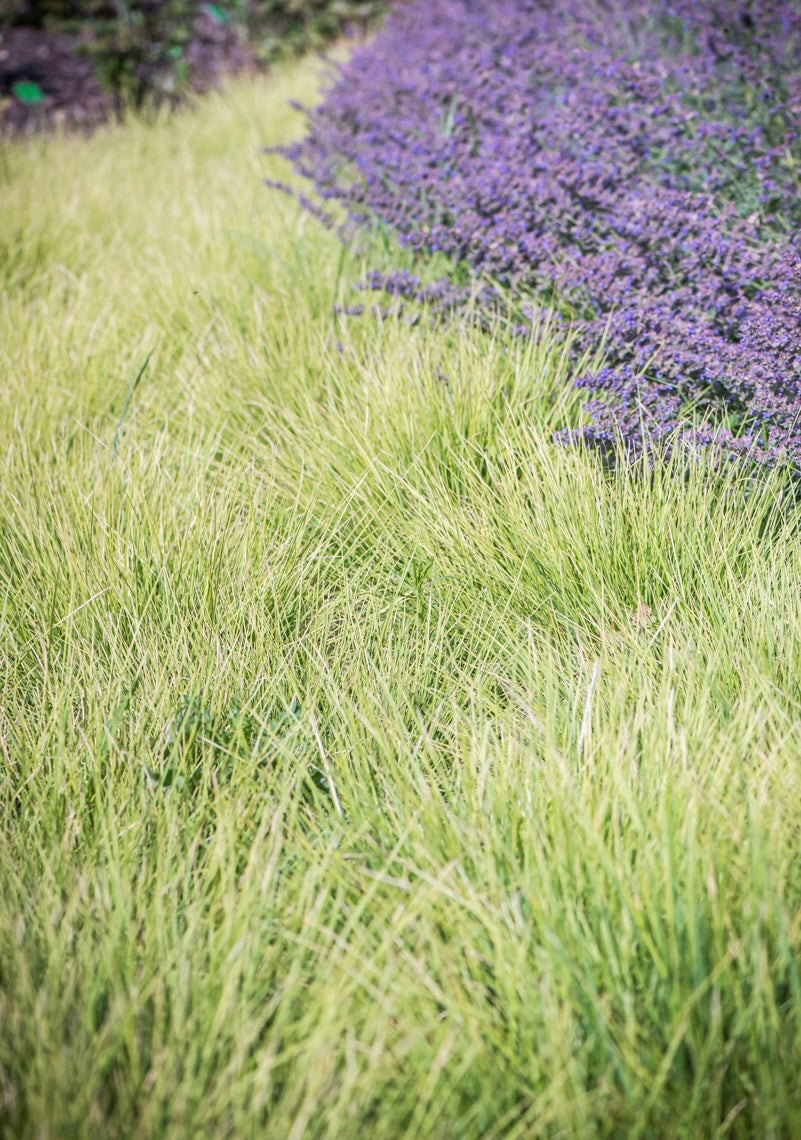 Sesleria jesienna Sesleria autumnalis