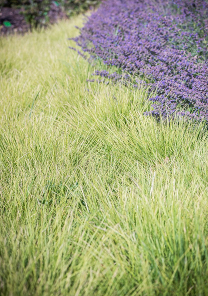 Sesleria jesienna Sesleria autumnalis