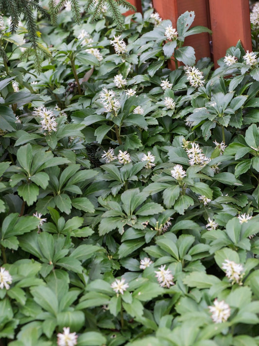 Runianka japońska Pachysandra terminalis 'Green Carpet'