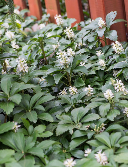 Runianka japońska Pachysandra terminalis 'Green Carpet'