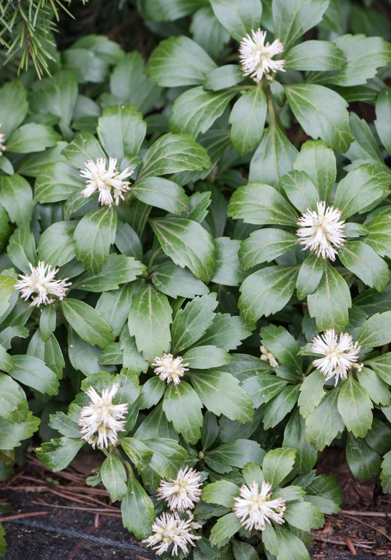 Runianka japońska Pachysandra terminalis 'Green Carpet'