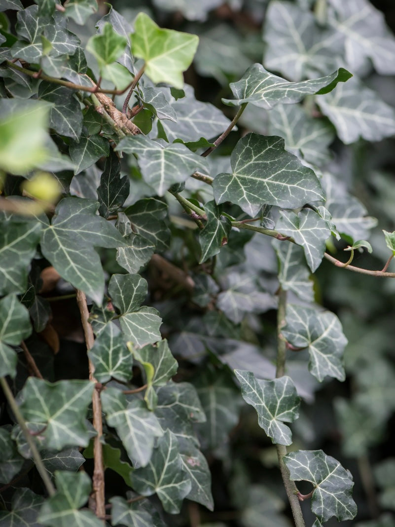 Bluszcz pospolity Hedera helix 'Thorndale'