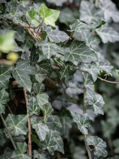 Bluszcz pospolity Hedera helix 'Thorndale'