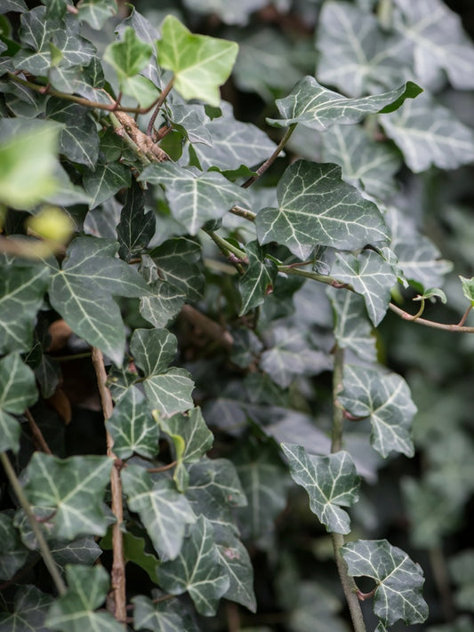 Bluszcz pospolity Hedera helix 'Thorndale'