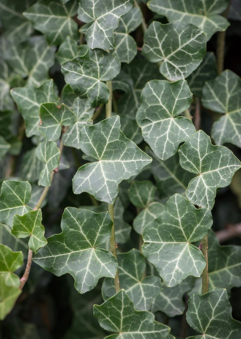 Bluszcz pospolity Hedera helix 'Thorndale'