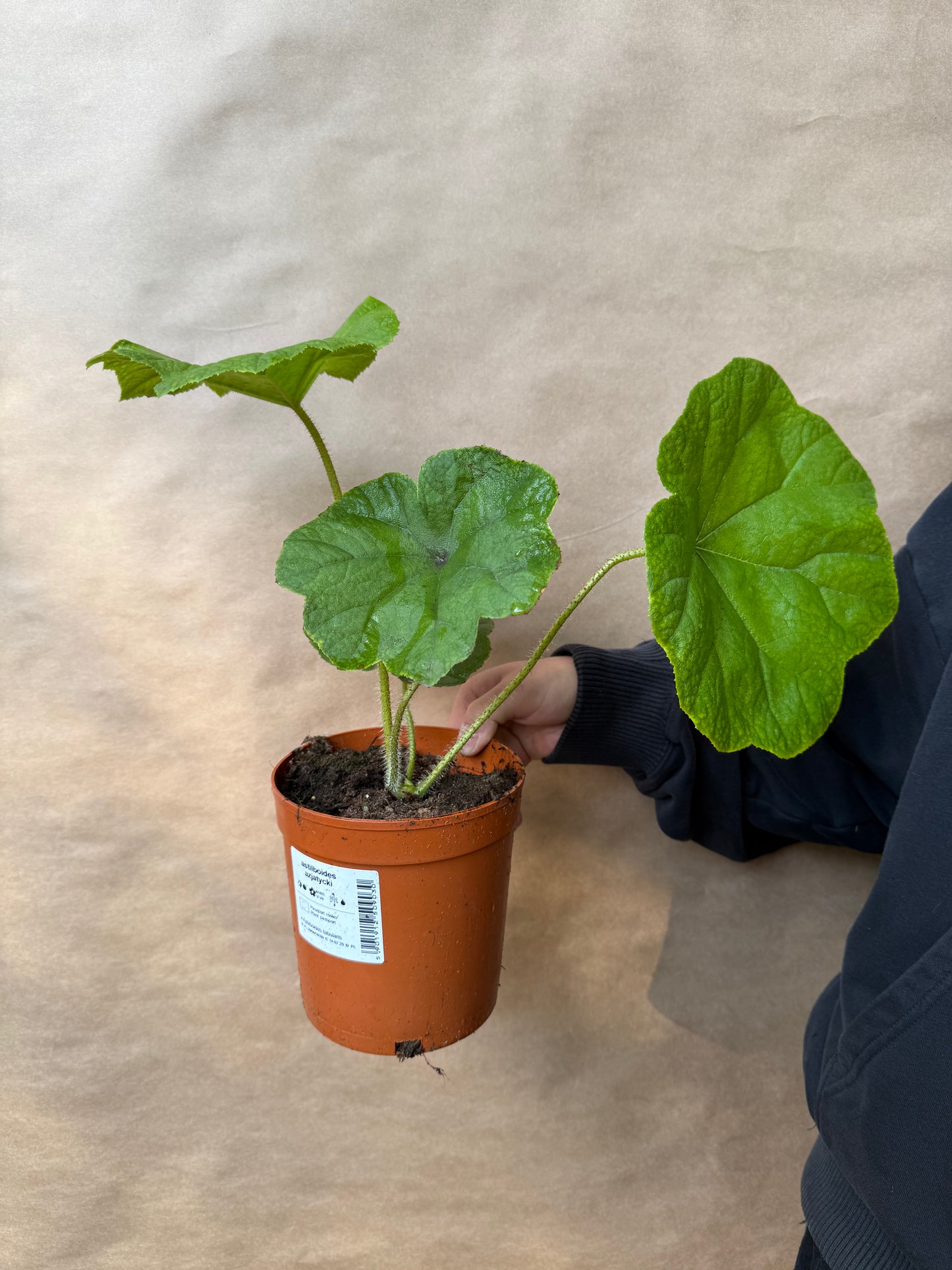 Astilboides azjatycki Astilboides tabularis