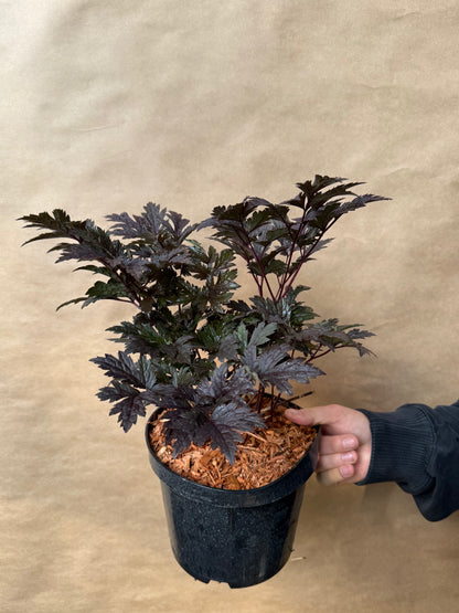 Pluskwica gałęzista Actaea ramosa 'Pink Spike'