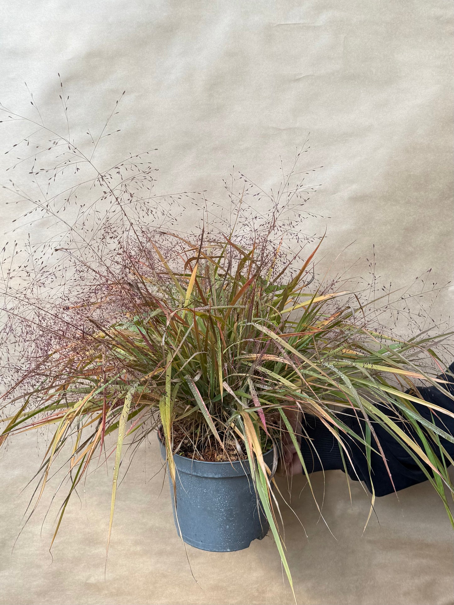 Miłka okazała Eragrostis spectabilis