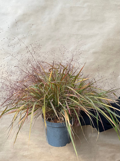 Miłka okazała Eragrostis spectabilis