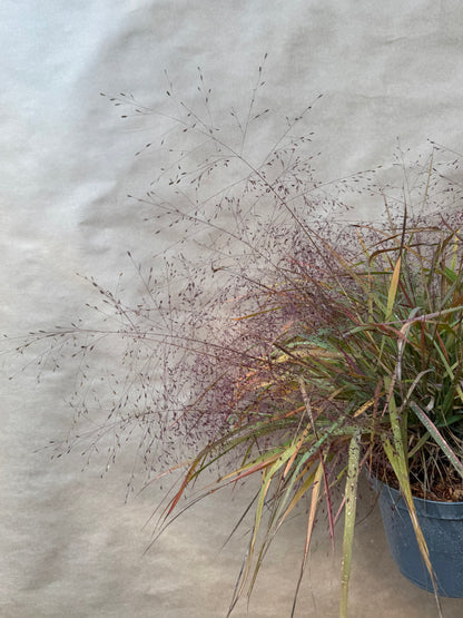 Miłka okazała Eragrostis spectabilis