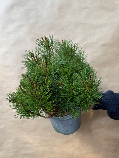 Sosna górska Pinus mugo mughus