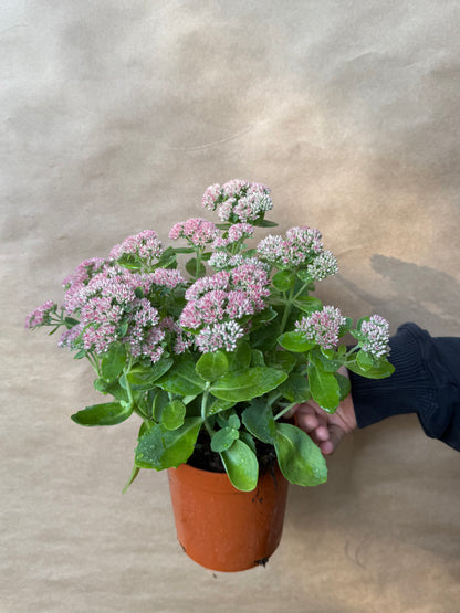 Rozchodnik okazały Sedum spectabile 'Brillant'