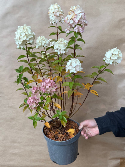 Hydrangea paniculata Hortensja bukietowa 'Petite Cherry'