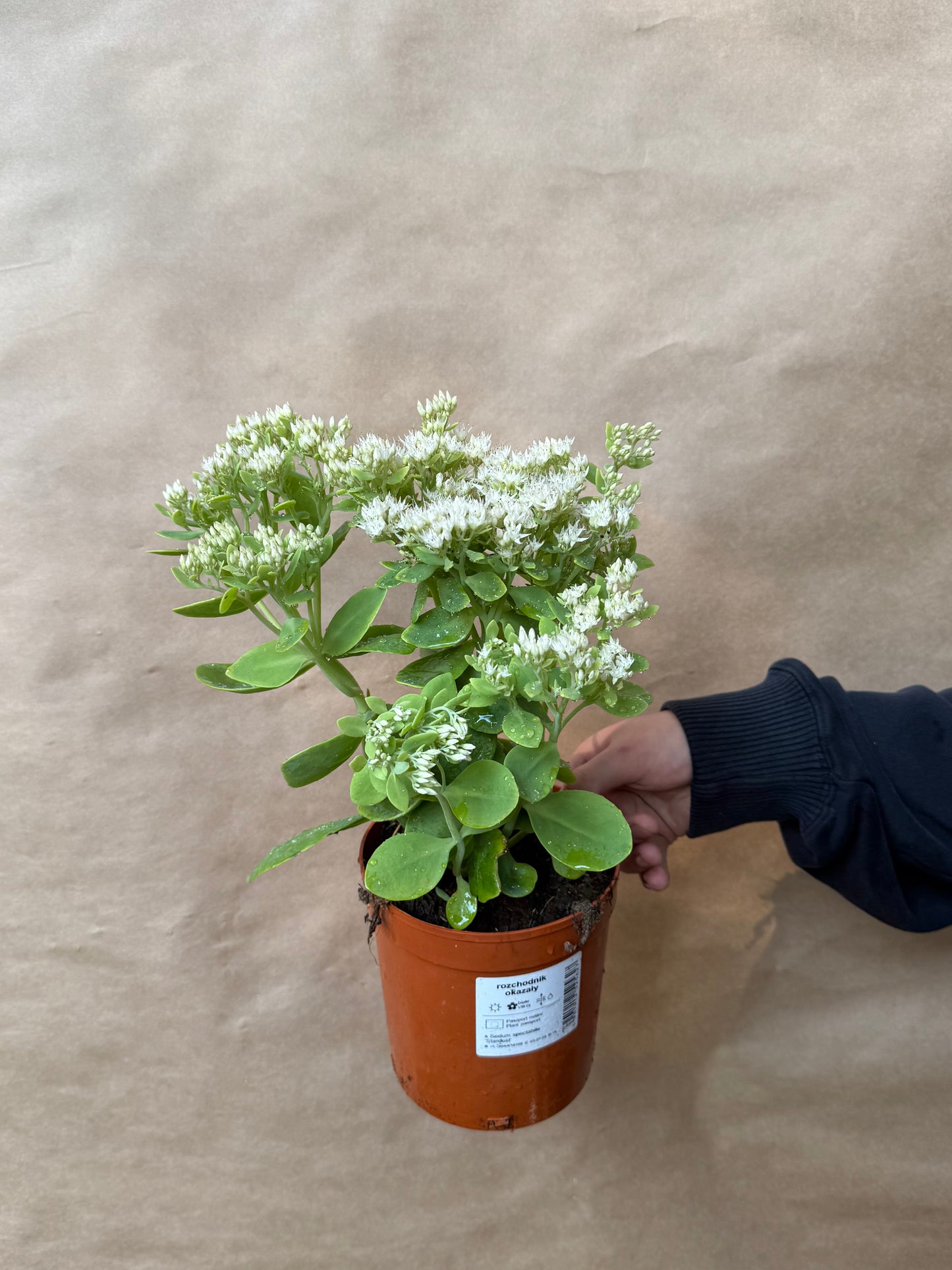 Rozchodnik okazały Sedum spectabile 'Stardust'