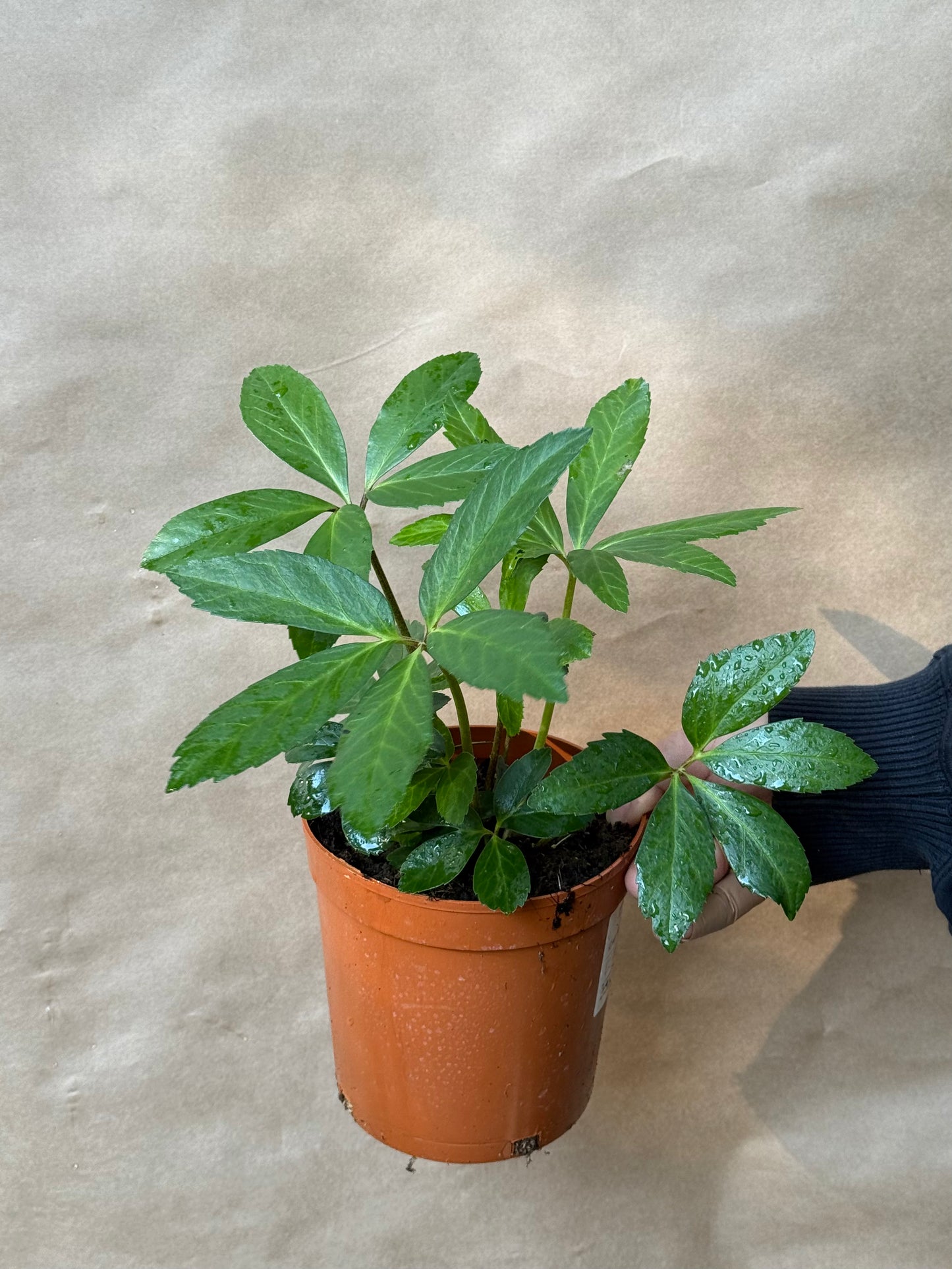 Ciemiernik biały Helleborus niger 'White January'