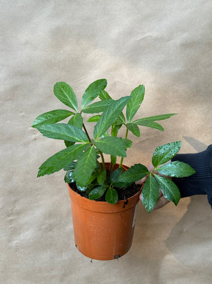 Ciemiernik biały Helleborus niger 'White January'