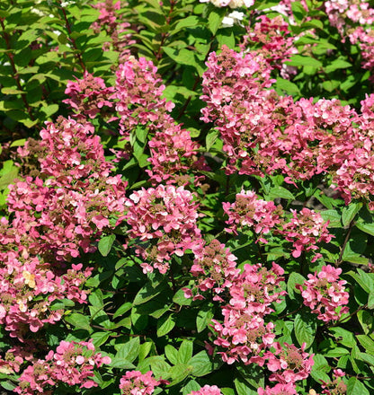 Hydrangea paniculata Hortensja bukietowa 'Petite Star'