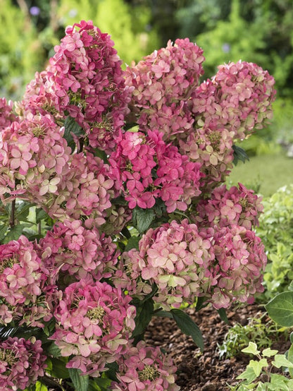 Hydrangea paniculata Hortensja bukietowa 'Petite Star'