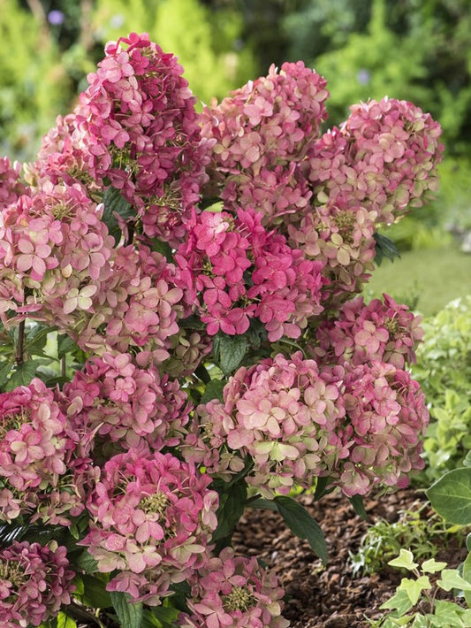 Hydrangea paniculata Hortensja bukietowa 'Petite Star'