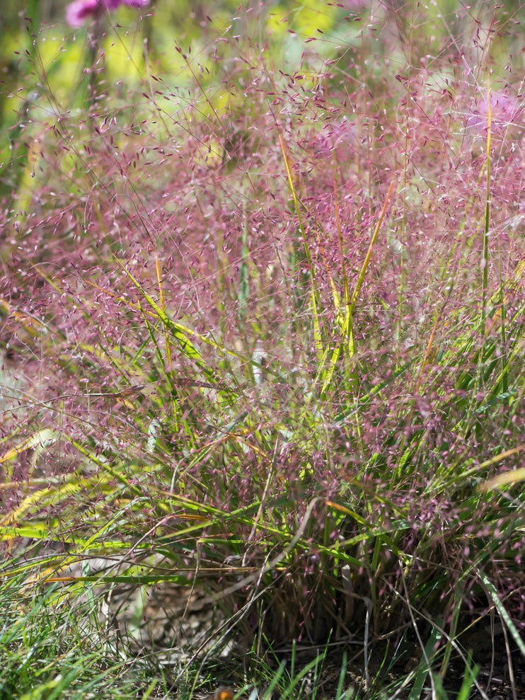 Miłka okazała Eragrostis spectabilis