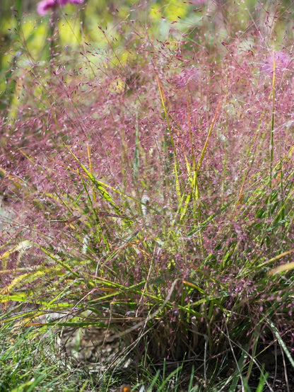 Miłka okazała Eragrostis spectabilis