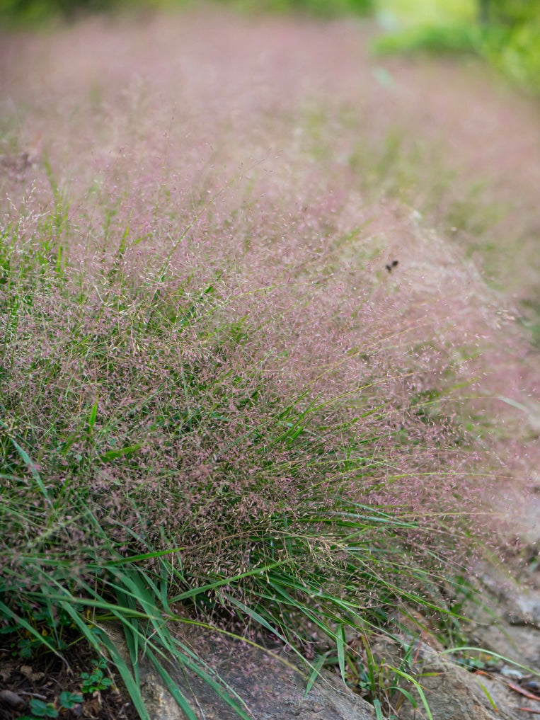 Miłka okazała Eragrostis spectabilis