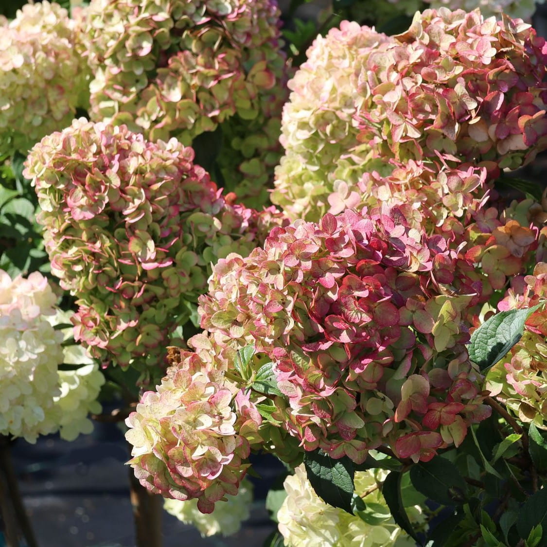 Hydrangea paniculata Hortensja bukietowa 'Petite Cherry'
