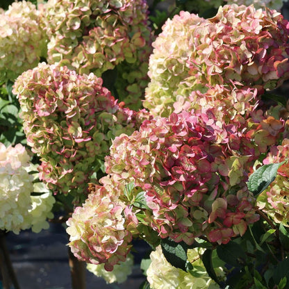 Hydrangea paniculata Hortensja bukietowa 'Petite Cherry'