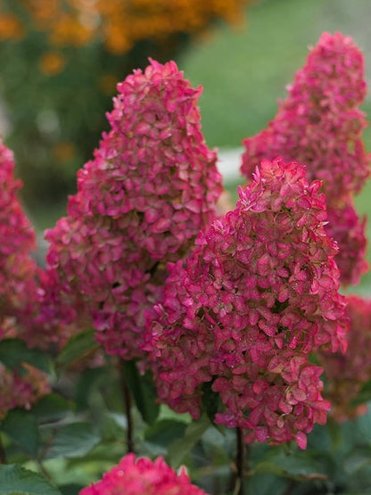Hydrangea paniculata Hortensja bukietowa 'Petite Cherry'