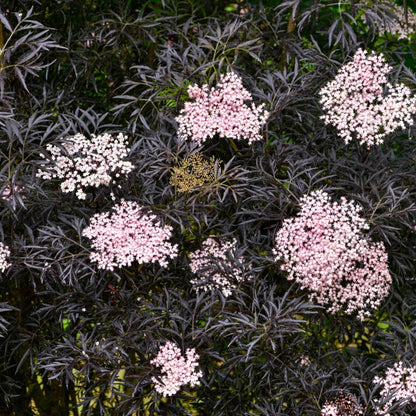 Sambucus nigra Bez czarny 'Black Lace'
