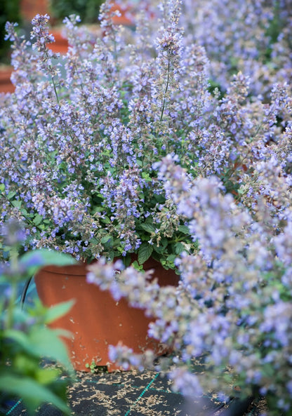 Kocimiętka Faassena Nepeta faassenii 'Purrsian Blue'