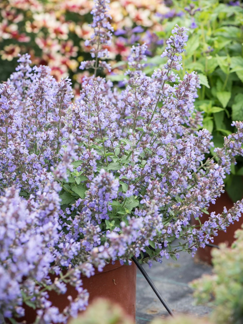 Kocimiętka Faassena Nepeta faassenii 'Purrsian Blue'