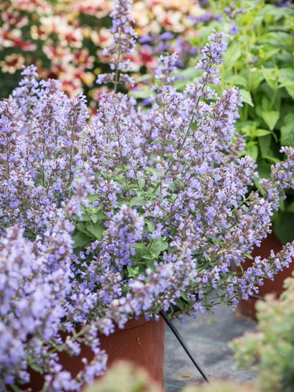 Kocimiętka Faassena Nepeta faassenii 'Purrsian Blue'